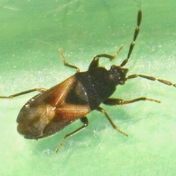 Tropistethus holosericus